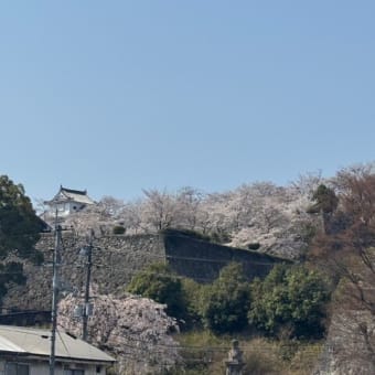 何分咲きかな