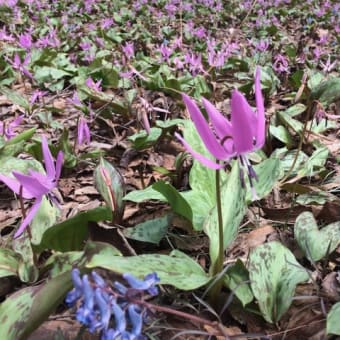 滝野すずらん公園