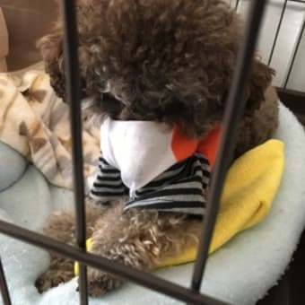 僕の特技は自分で服を脱ぐ事です。
