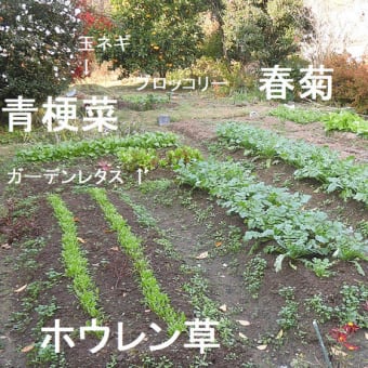 ◇ 役に立ちそうもない（?）特製草取り器