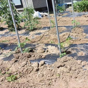 芽挿ししたトマト苗にたくさんトマトがなるのを願いながら定植した
