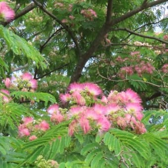 牡丹刷毛か花火にも