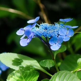 梅雨の合間　250615