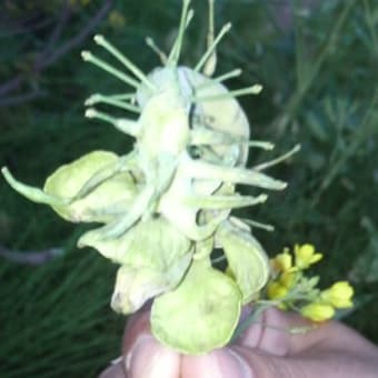 近所の奇形菜の花