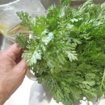 生姜植え付け準備