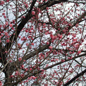 梅の花。。。。春の扉が開きます　　　かしこ