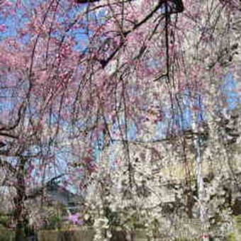 シダレ桜