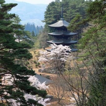 福泉寺の桜　2025　参