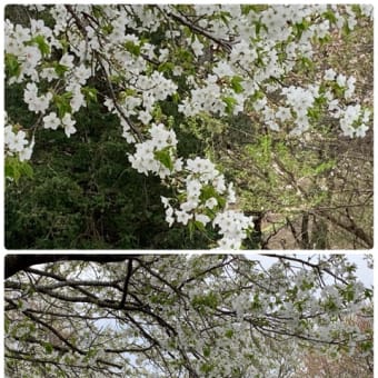 花曇
