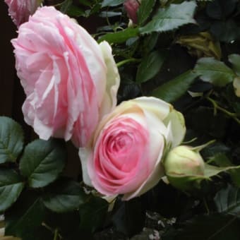 花の続き