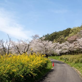 国営武蔵丘陵森林公園の桜　その１３