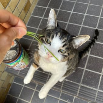 猫草が成長した（笑）