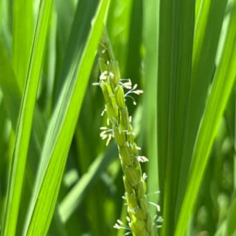 田んぼ・雑草