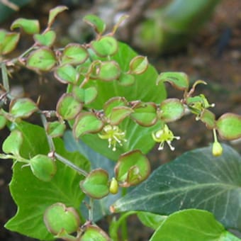5月3日「サルマメ」