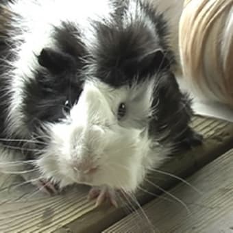 大森山動物園2