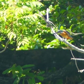 於大公園 ： 野鳥 ・ 翡翠 ・ カワセミ・・・フリー素材ブログ　カワセミ