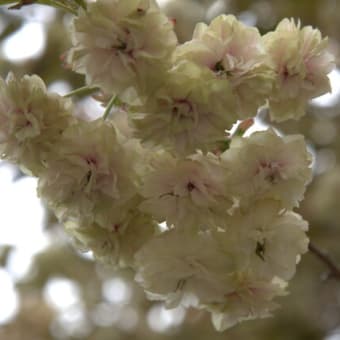 4月20日（土）の天平の丘公園（尼寺）の八重桜