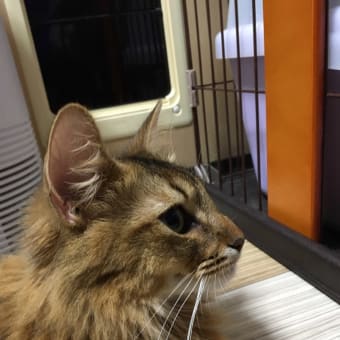 ピピ！