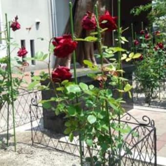 ベルサイユの薔薇
