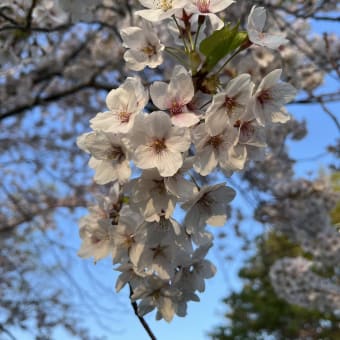 ご近所花見🌸