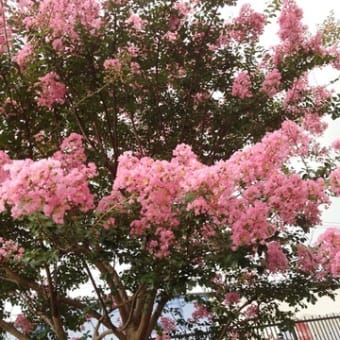 8月はこの花