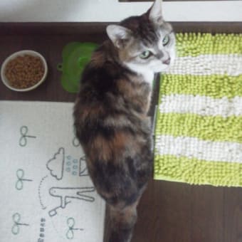 棚、作りました。