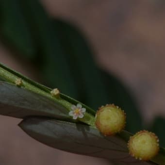 モウセンゴケ みんなの花図鑑 掲載数 3 406件 モウセンゴケ みんなの花図鑑 掲載数 3 406件
