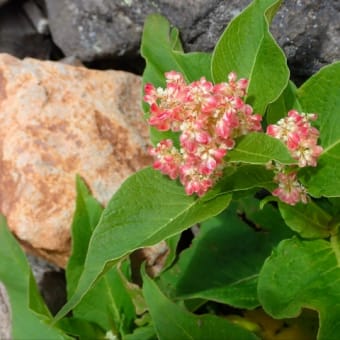 木曽御嶽山へ