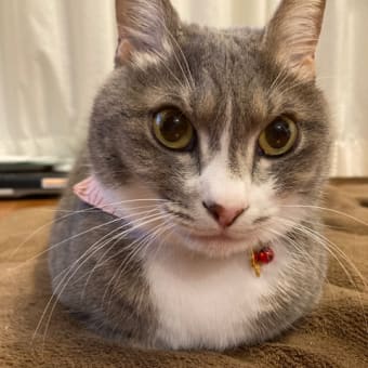 ニャンコ、トトロになる