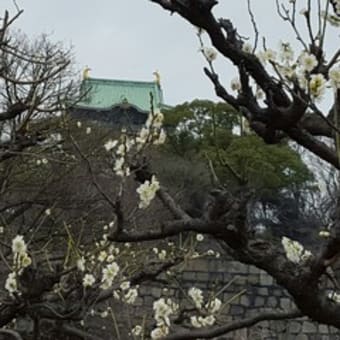 大阪城の梅林