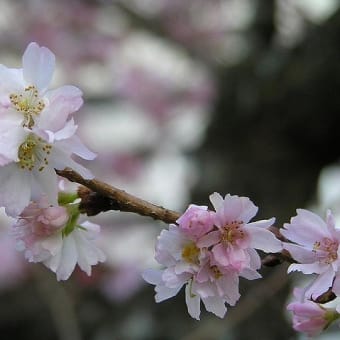 ４月１０日(月)「十月さくら」(梅木さん)