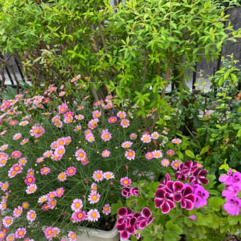 ウォーキング中に見つけた植物たち