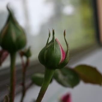 色気のある蕾だなぁ　