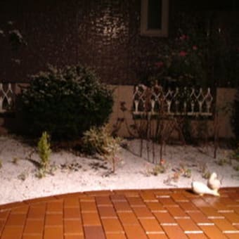 リアルタイム　初雪♪　