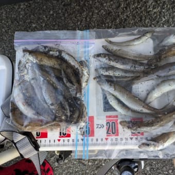 連休最終日も一切の迷いなく館山へ!! 〜館山八幡海岸シロギス釣り〜