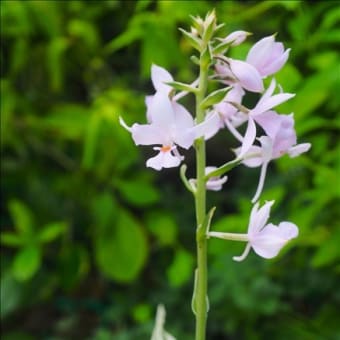 リュウキュウエビネが開花中です。