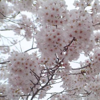 東照宮　春まつり