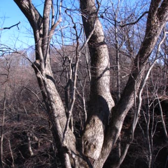 獣の匂いの枡形山・・・