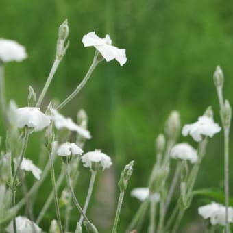 まとめて花　その３