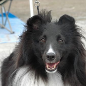 画像一覧 黒イ犬ハドコダ