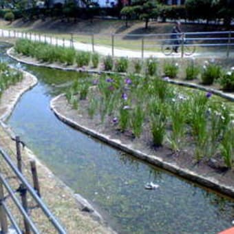 堺　街角　ミュージアム/公園探検/水芭蕉と小川/ 大浜公園
