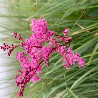 高山植物　八方池へ