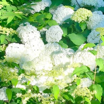 心を潤してくれる､色彩豊かな､紫陽花たちっ♡