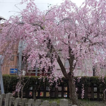 ２０２４年・京都霊場魔所の桜（後編）　＠　京都妖怪探訪（８８４）