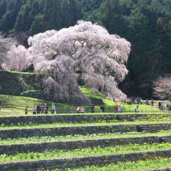 宇陀の又兵衛桜