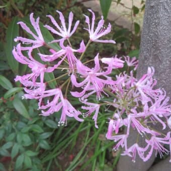 12月の植物（自宅）＆ご挨拶
