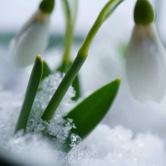 ●我が家の２月の花（17）　スノードロップ　撮り納め？　クリスマスローズ・ニゲル　白い八重　ミツマタの蕾