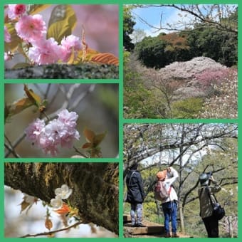 多摩森林科学園の桜