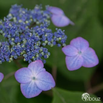 立夏　なつのおしながき　冷たい煎茶で野点を