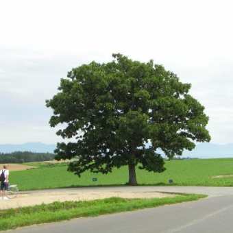 蔵出し写真館！！　　美瑛・２０１０